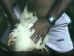 amr gamal el din add porn with chicken photo