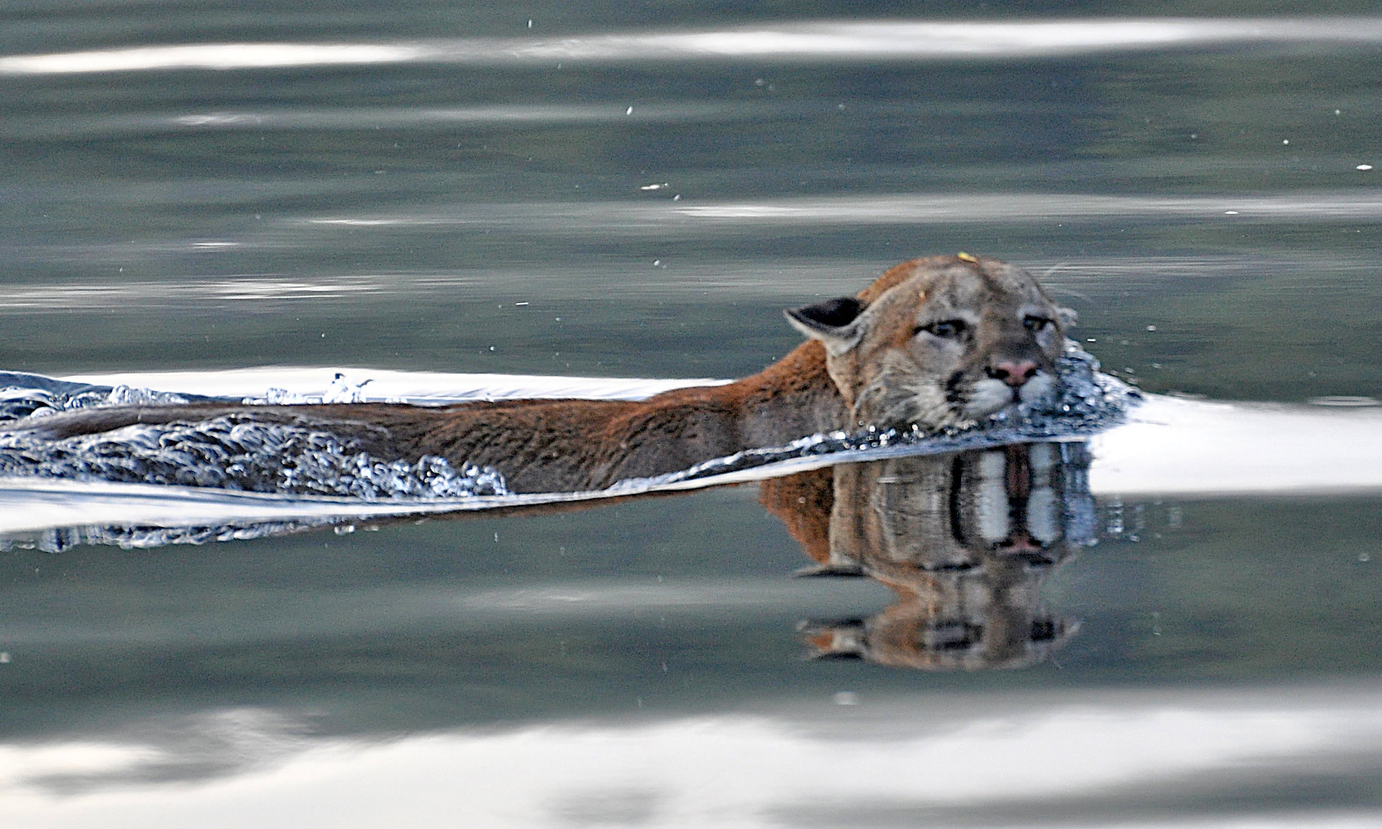 antonella andrews add wet cougars photo