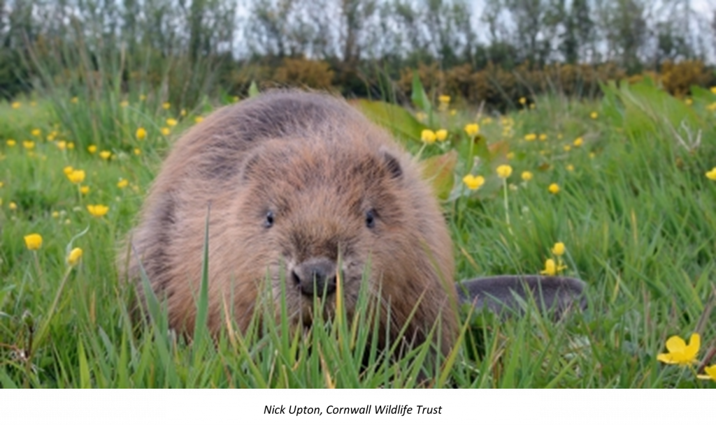 darryl damon add beaver basher photo