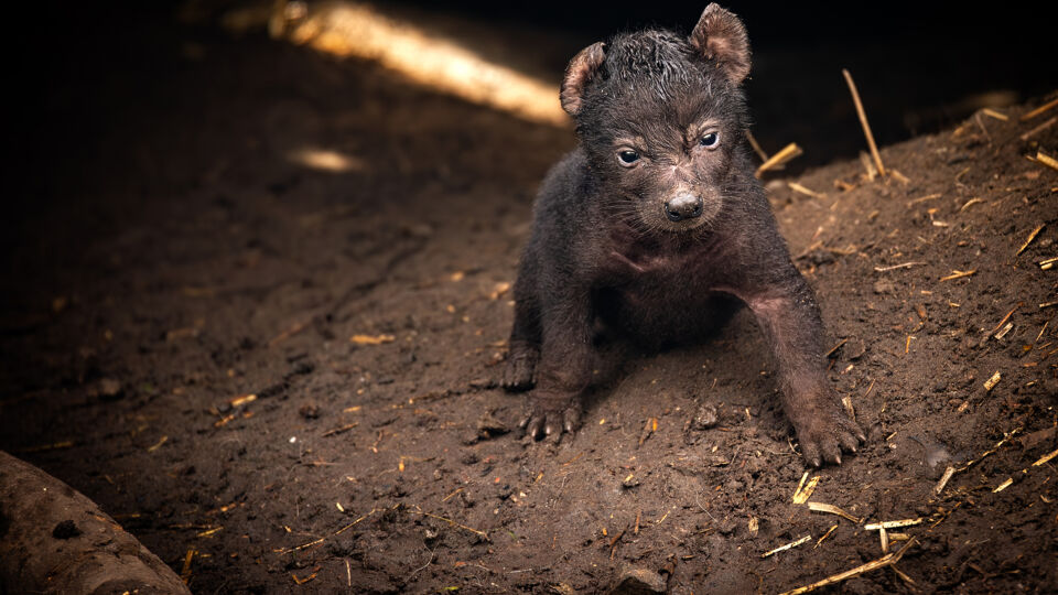 daniel alessandrini add porn cub photo