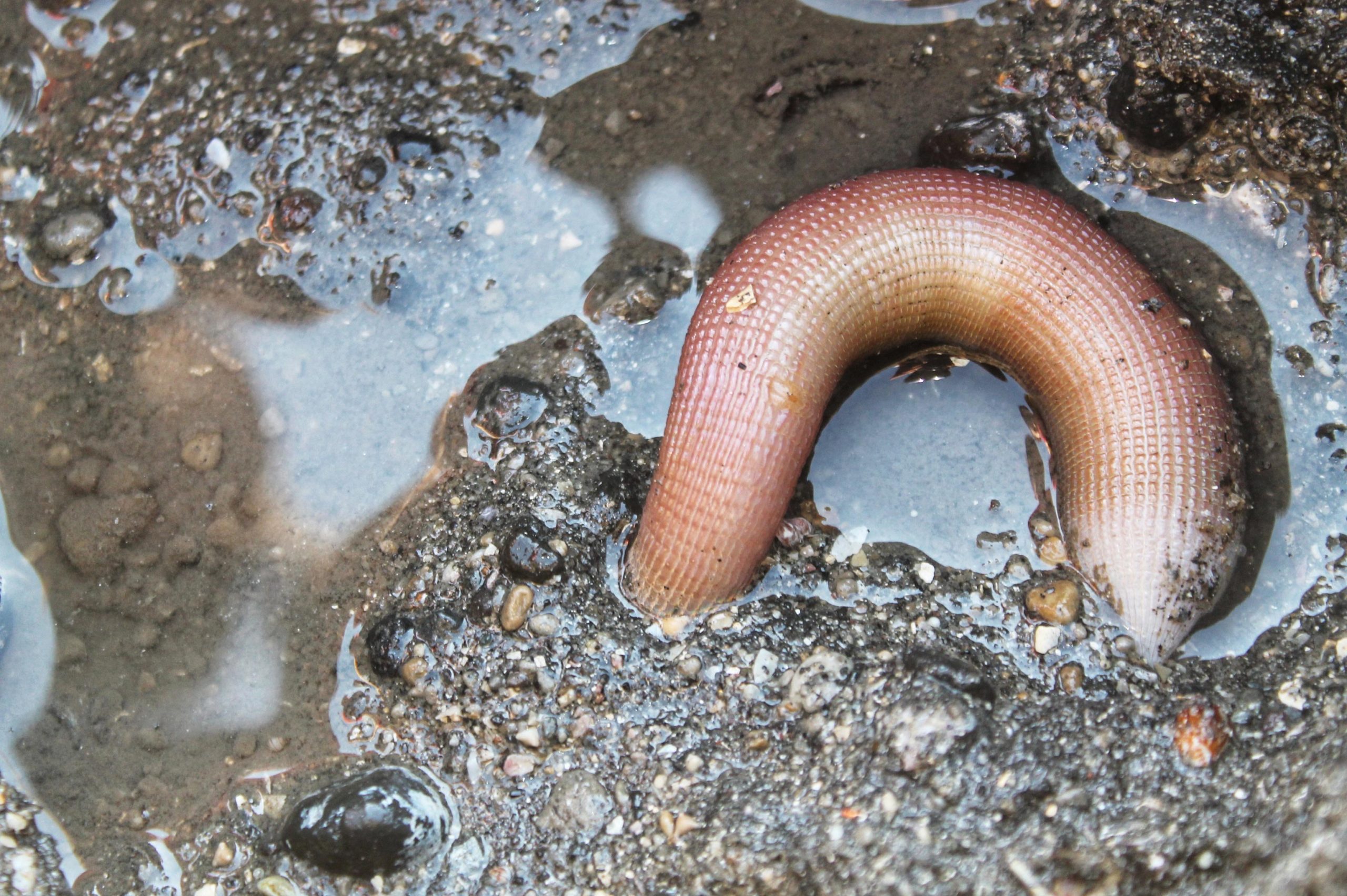 diane cudney add worm in cock photo