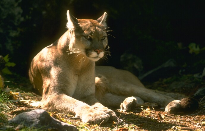 cliff mahoney add cougars with tan lines image