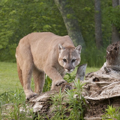 don beardsley add cougars with tan lines photo