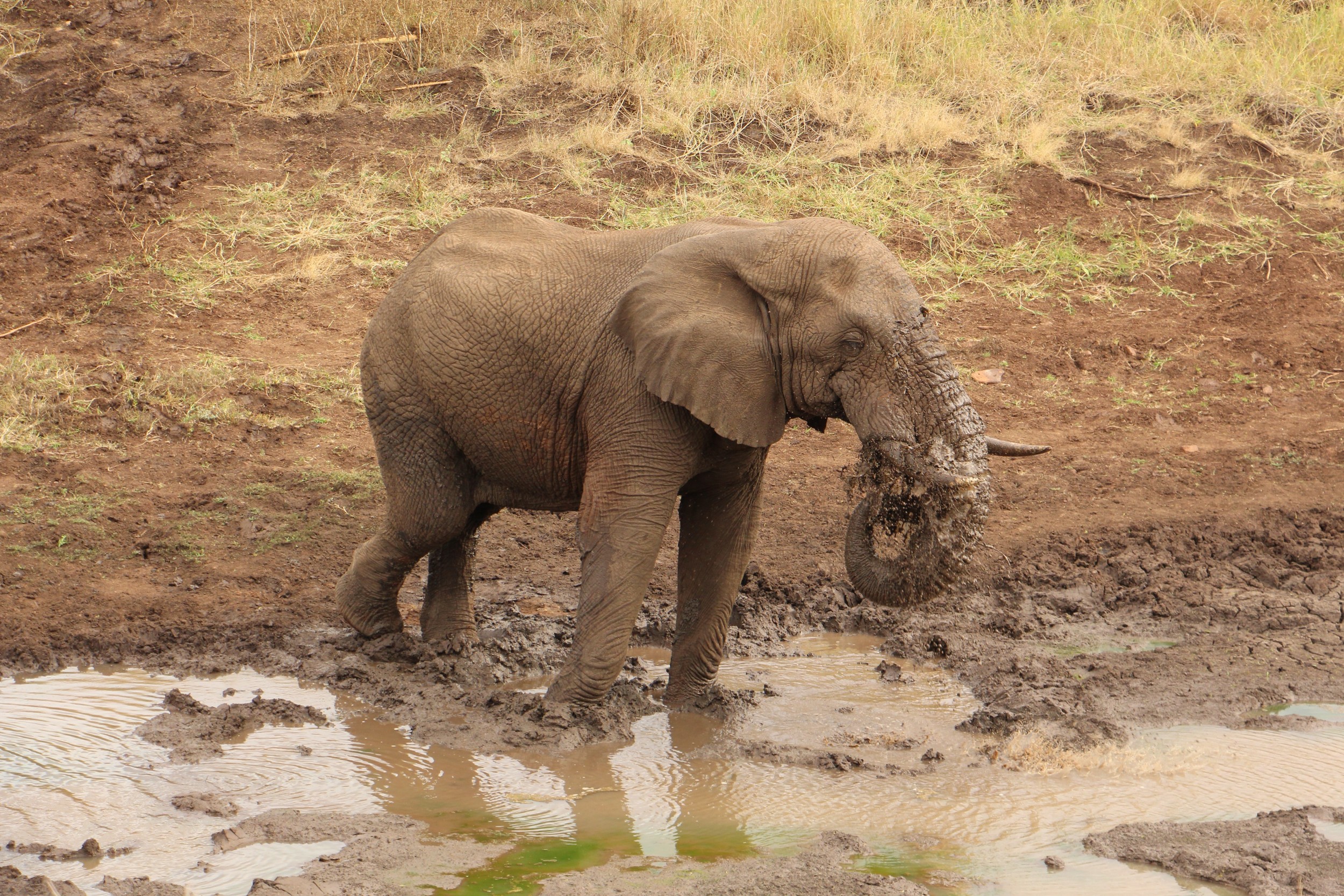 barry matthews add african horny photo