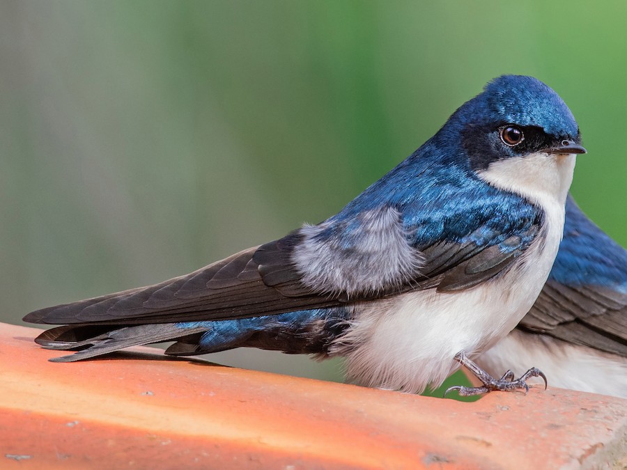 charlie newberry add road head swallow photo