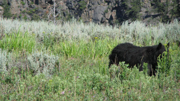 aron terrell add black bear porn photo