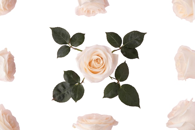 debra herrera add ivy rose free use photo