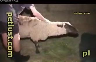 anthony tundo add man screwing sheep photo