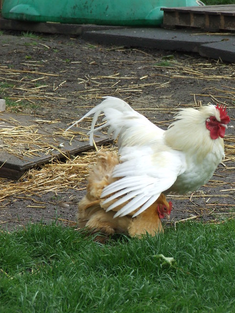 amaka ubah add porn with chicken photo