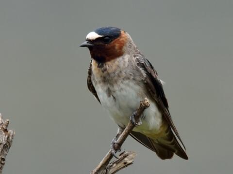 angi shirley add road head swallow image