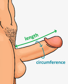 amenda liu add male erection picture photo