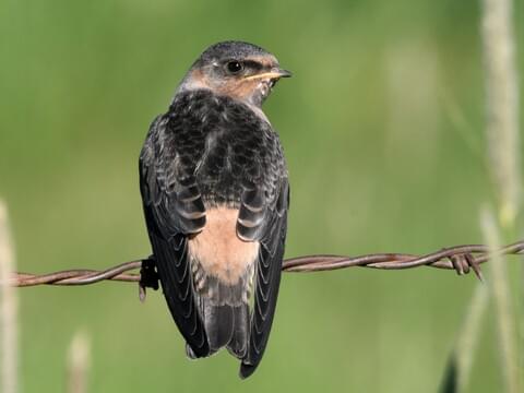 alexis nicholls add road head swallow image