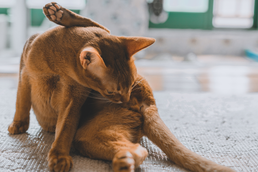 alexandre brunet add pussy licked by cat photo