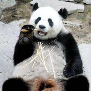 ann bagnall add panda porner image