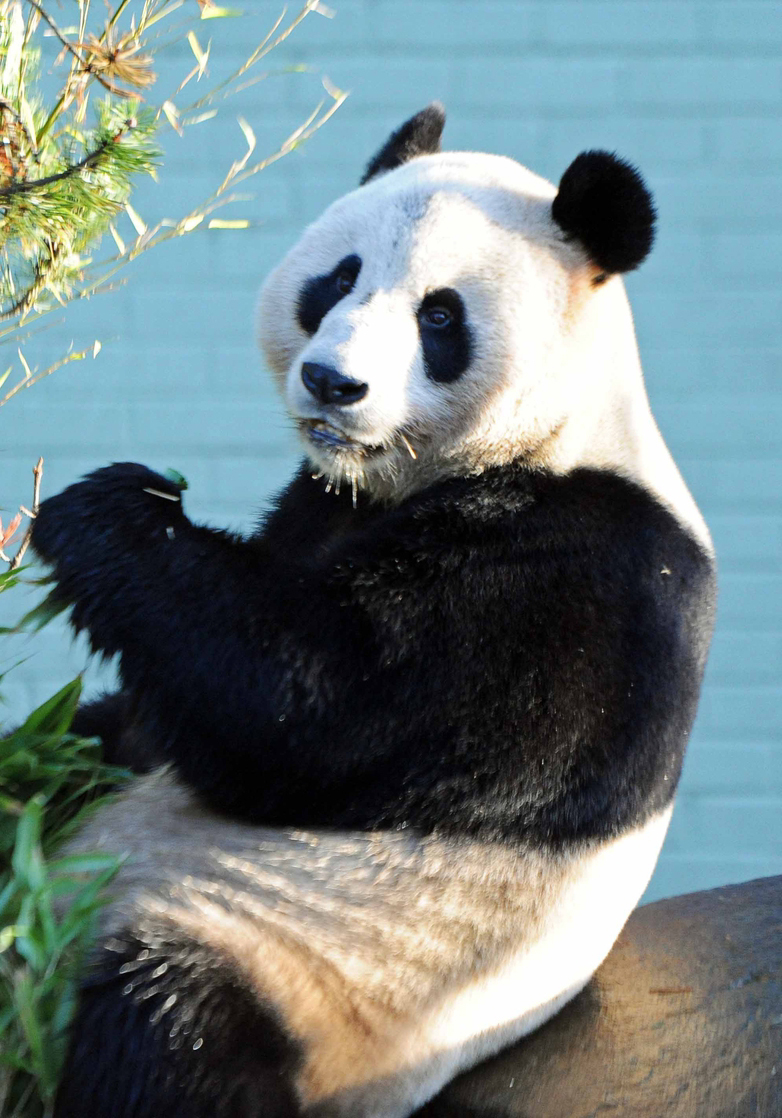 brian meekins add panda porner photo