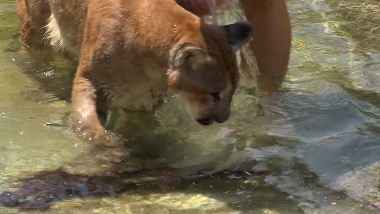 carlie clements add wet cougars photo